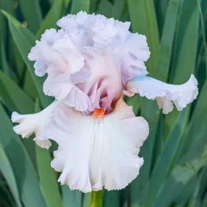 Head Over Heels Bearded Iris